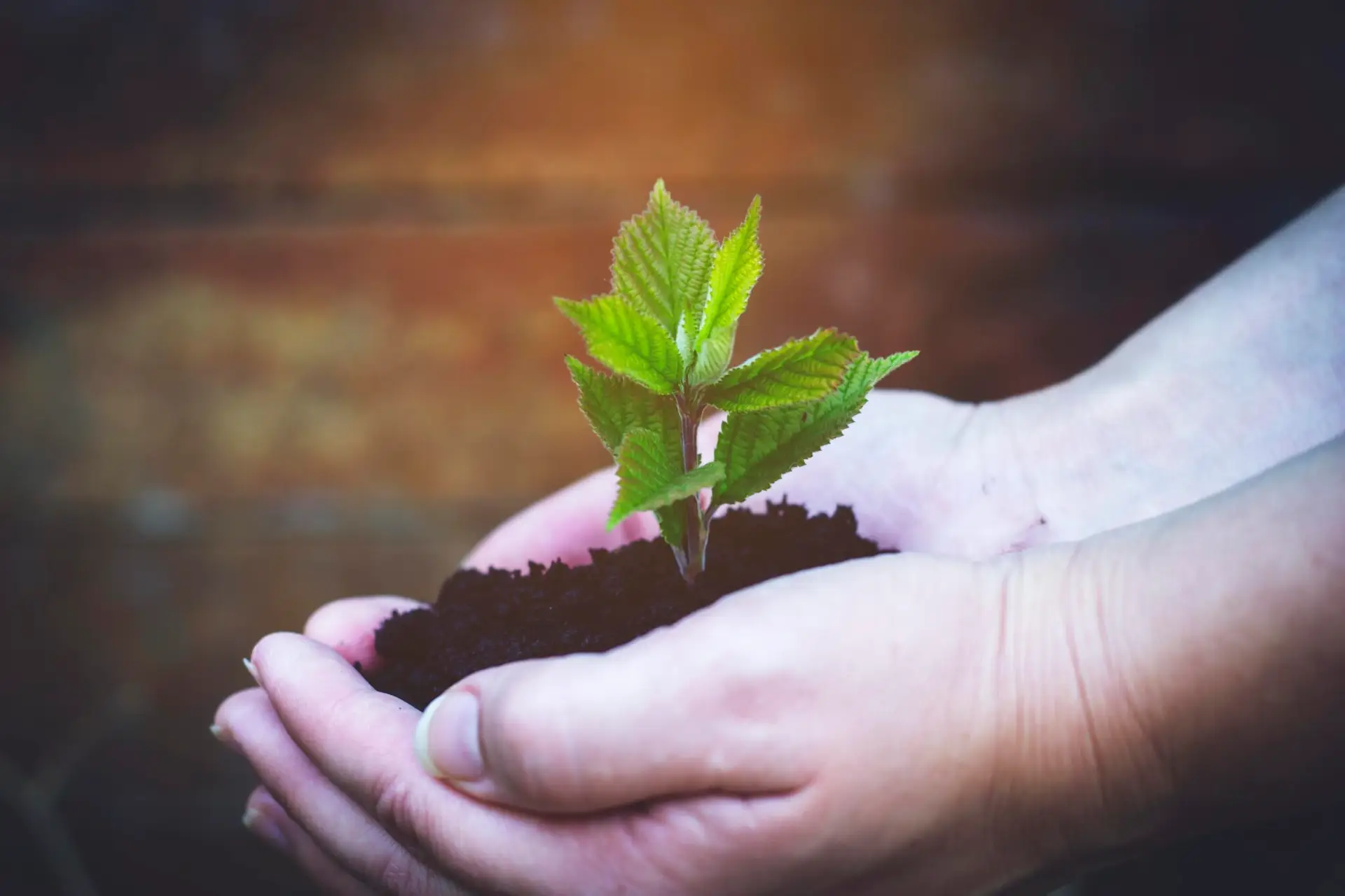 avakaphoto seedling 6404598